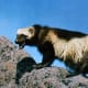 North American Wolverine