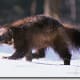 Vancouver Island Wolverine