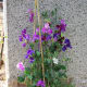 sweet-peas-easy-to-grow-fragranced-flowers