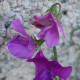 sweet-peas-easy-to-grow-fragranced-flowers