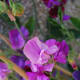 sweet-peas-easy-to-grow-fragranced-flowers
