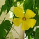 A male bitter gourd or bitter melon flower.