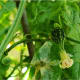 A young developing fruit with its flower still attached, soon to fall off as it dries out.