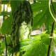 Bitter gourd fruit on the vine.
