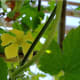 A view under the bitter melon vine shows how another male flower looks like.