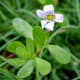 brahmi leaves