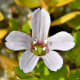 brahmi flower
