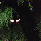 Spooky eyes