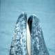 marine-mammal-facts-gray-whale-eschrichtius-robustus