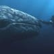 marine-mammal-facts-gray-whale-eschrichtius-robustus