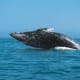 marine-mammal-facts-gray-whale-eschrichtius-robustus