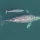marine-mammal-facts-gray-whale-eschrichtius-robustus