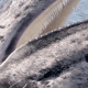 marine-mammal-facts-gray-whale-eschrichtius-robustus