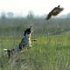 top-10-hunting-gun-dogs