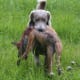 top-10-hunting-gun-dogs
