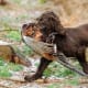 Cocker Spaniel Hunting