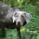 top-10-hunting-gun-dogs