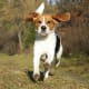top-10-hunting-gun-dogs