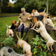 top-10-hunting-gun-dogs