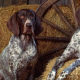 Bluetick Coonhound