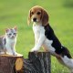 Beagle