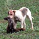top-10-hunting-gun-dogs