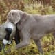 top-10-hunting-gun-dogs