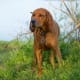 Redbone Coonhound