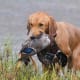 top-10-hunting-gun-dogs