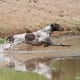 German Shorthaired Pointer