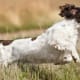 English Springer Spaniel