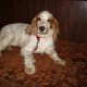 top-10-hunting-gun-dogs