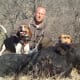 American English Coonhound Hunting Boar