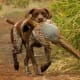 German Shorthaired Pointer
