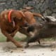 Redbone Coonhound