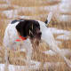 German Shorthaired Pointer