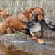 top-10-hunting-gun-dogs