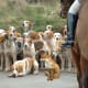 American Fox hound