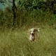 top-10-hunting-gun-dogs