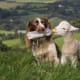English Springer Spaniel