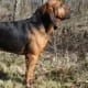 Bloodhound