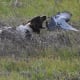 Hunting English Springer Spaniel