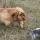 Cocker Spaniel Hunting