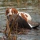 Brittany Hunting