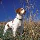 Brittany Spaniel