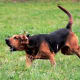 Bloodhound