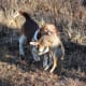 Beagle Hunting