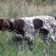 German Shorthaired Pointer