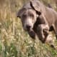 top-10-hunting-gun-dogs