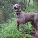 top-10-hunting-gun-dogs